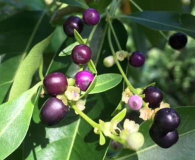 Cestrum diurnum