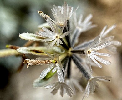 Chaenactis evermannii