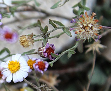 Chaetopappa bellioides