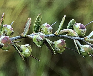 Chamaedaphne calyculata