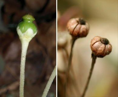 Chimaphila maculata