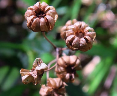 Chimaphila umbellata