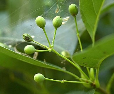 Chionanthus retusus