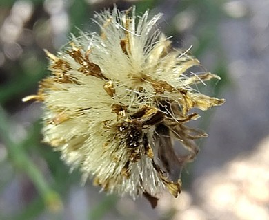 Chloracantha spinosissima