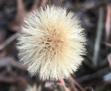 Chrysopsis gossypina