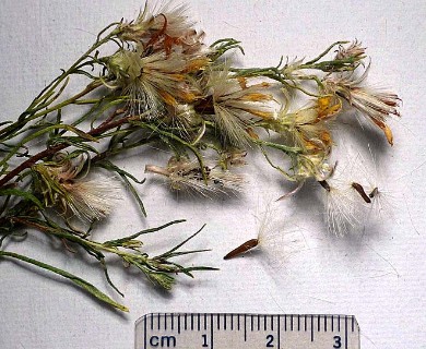 Chrysothamnus viscidiflorus