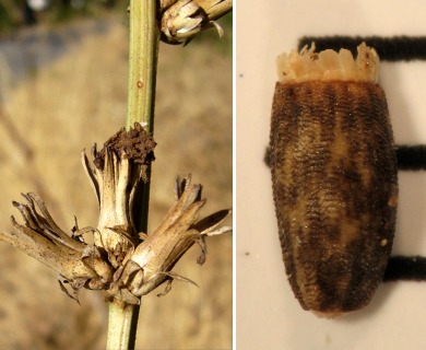 Cichorium intybus