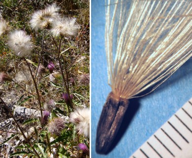 Cirsium andersonii