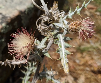 Cirsium arizonicum