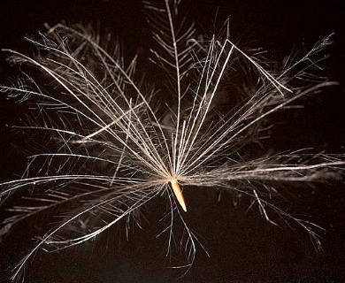 Cirsium arvense