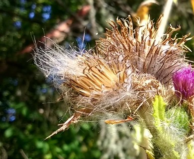 Cirsium edule