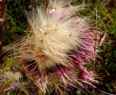 Cirsium horridulum