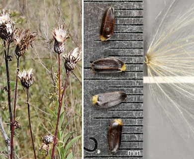 Cirsium muticum