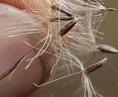 Cirsium remotifolium