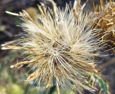 Cirsium undulatum