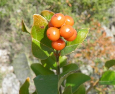 Citharexylum berlandieri