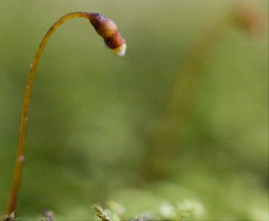 Claopodium whippleanum