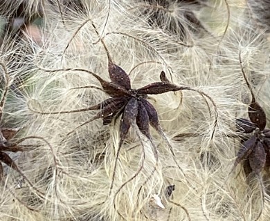 Clematis catesbyana