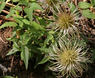 Clematis columbiana