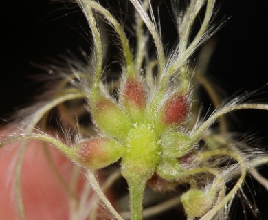 Clematis ligusticifolia