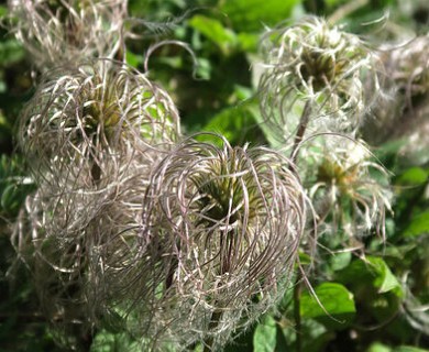 Clematis occidentalis