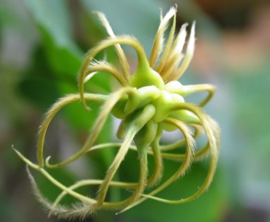 Clematis texensis