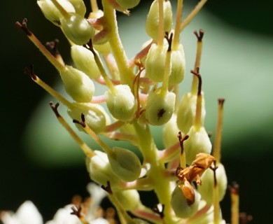 Clethra alnifolia