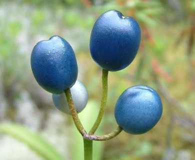 Clintonia borealis