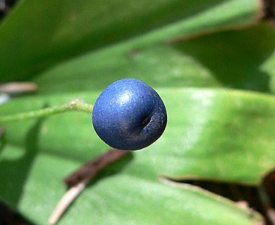 Clintonia uniflora