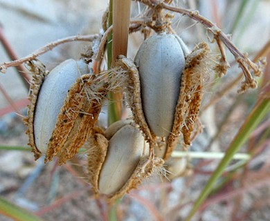 Cnidoscolus maculatus