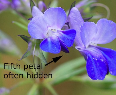 Collinsia grandiflora