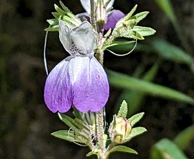 Collinsia multicolor