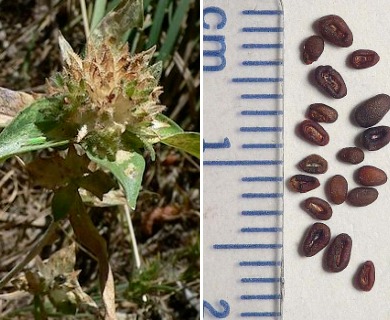 Collomia grandiflora