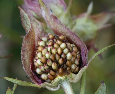 Comarum palustre