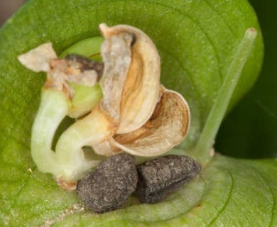 Commelina communis