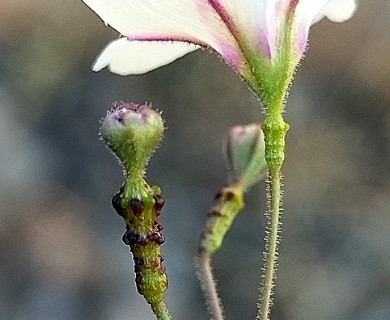 Commicarpus brandegeei