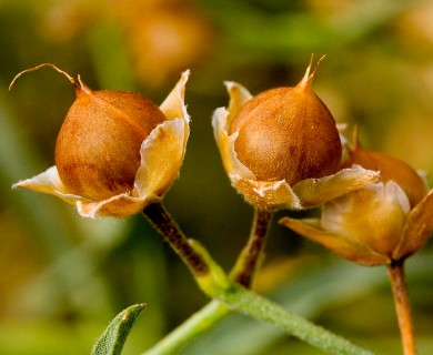 Convolvulus equitans