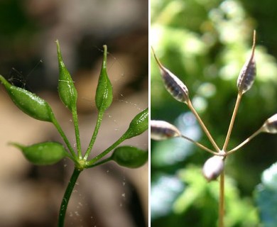 Coptis trifolia