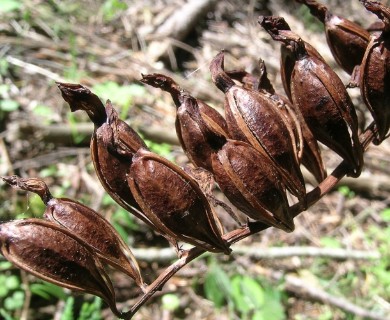 Corallorhiza maculata