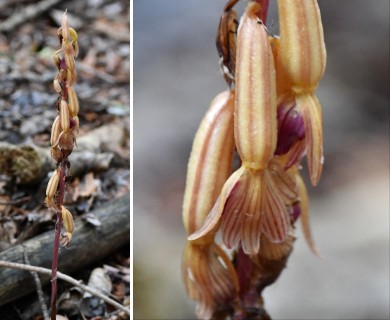 Corallorhiza striata