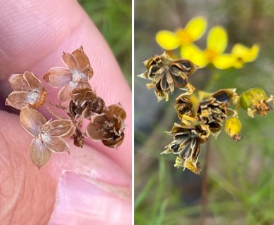 Coreocarpus dissectus