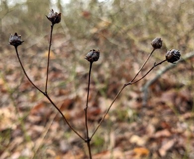 Coreopsis major