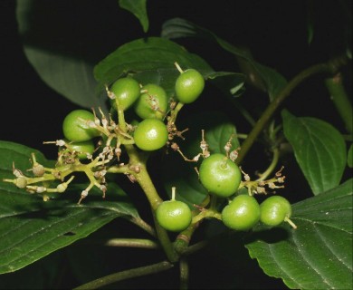 Cornus alternifolia