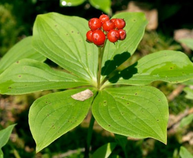 Cornus canadensis