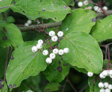 Cornus drummondii