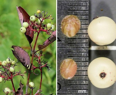 Cornus racemosa