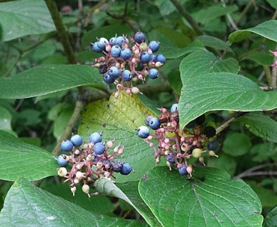 Cornus rugosa