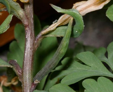 Corydalis aurea