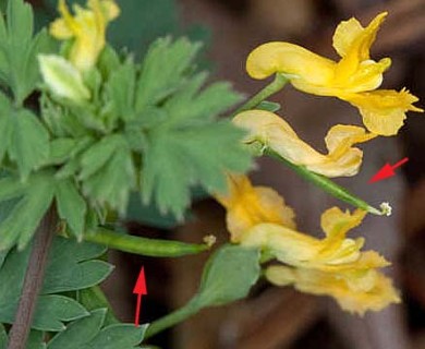 Corydalis flavula