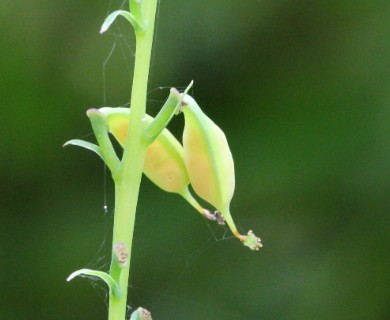 Corydalis scouleri